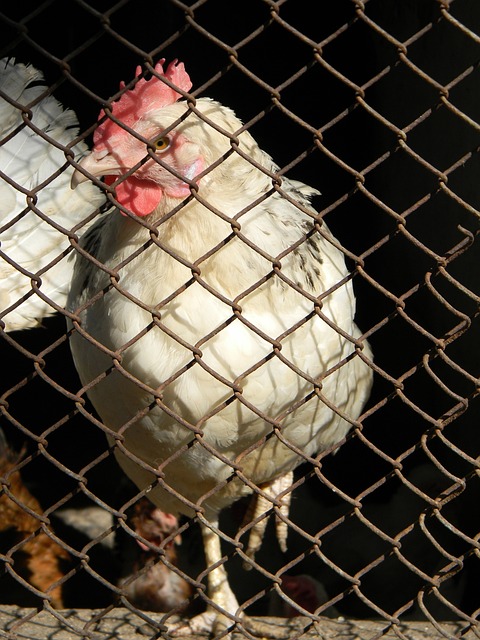 精神感染每 精神感染每