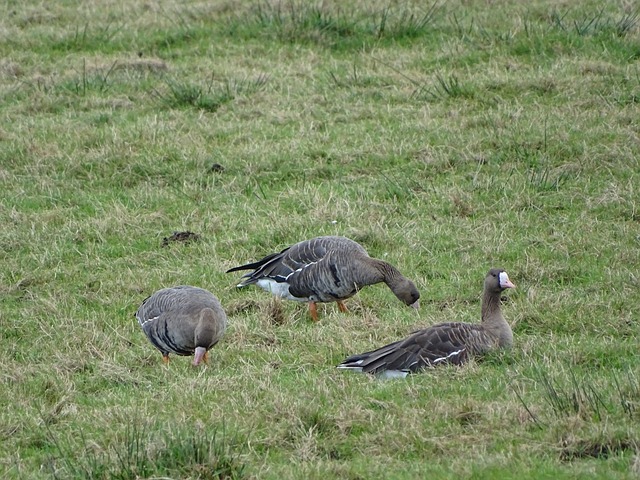 化的接纳 化的接纳